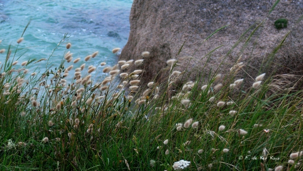 Végétation bord de mer